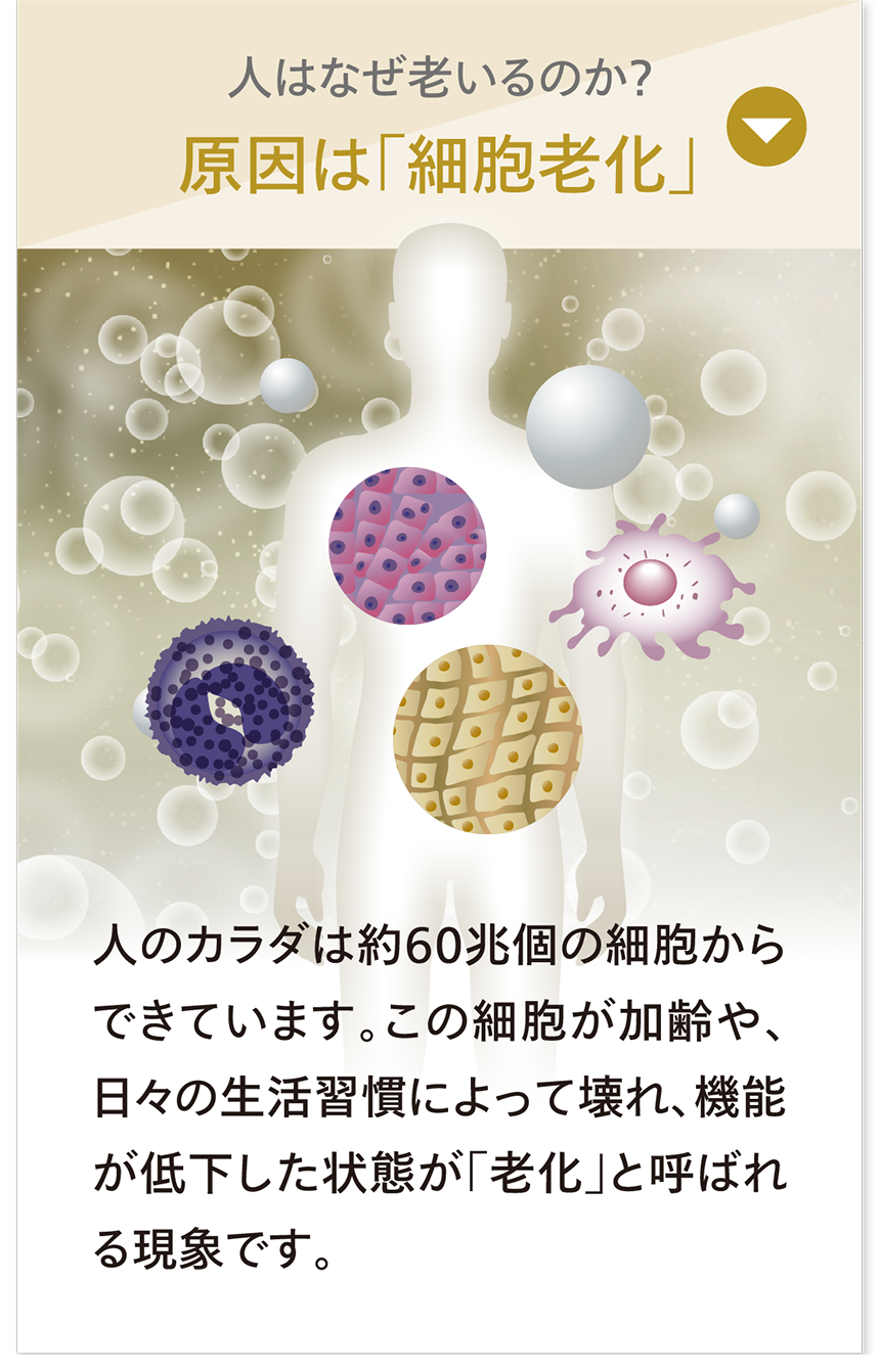 人はなぜ老いるのか？原因は「細胞老化」