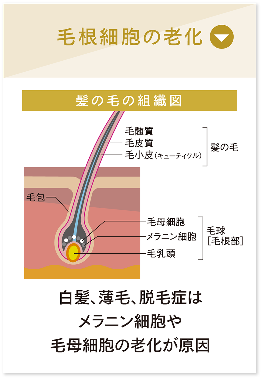 毛根細胞の老化