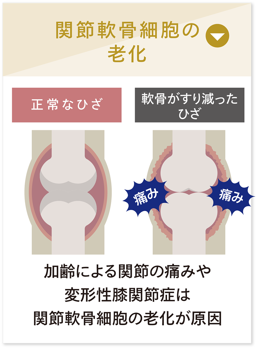 関節軟骨細胞の老化