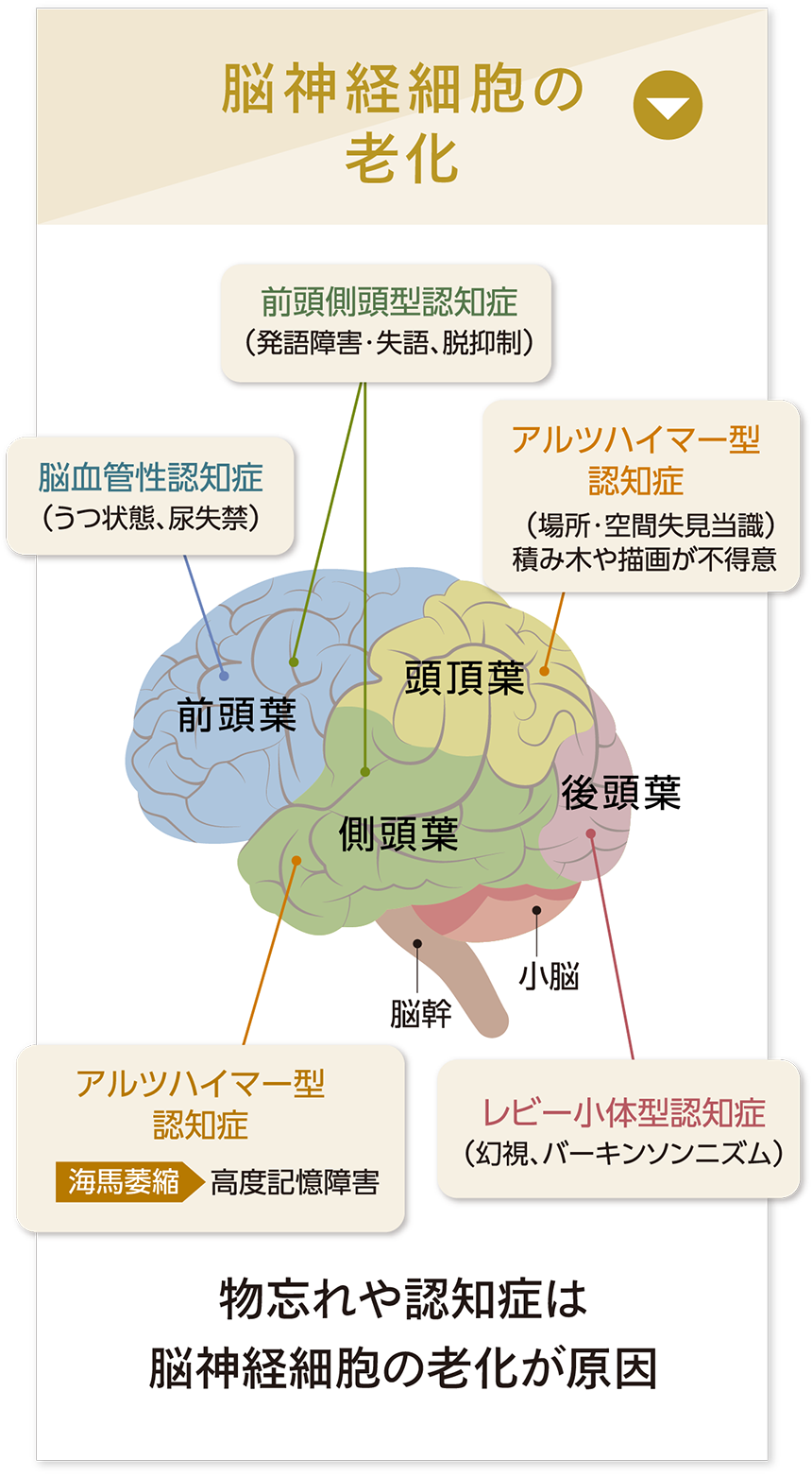 脳神経細胞の老化