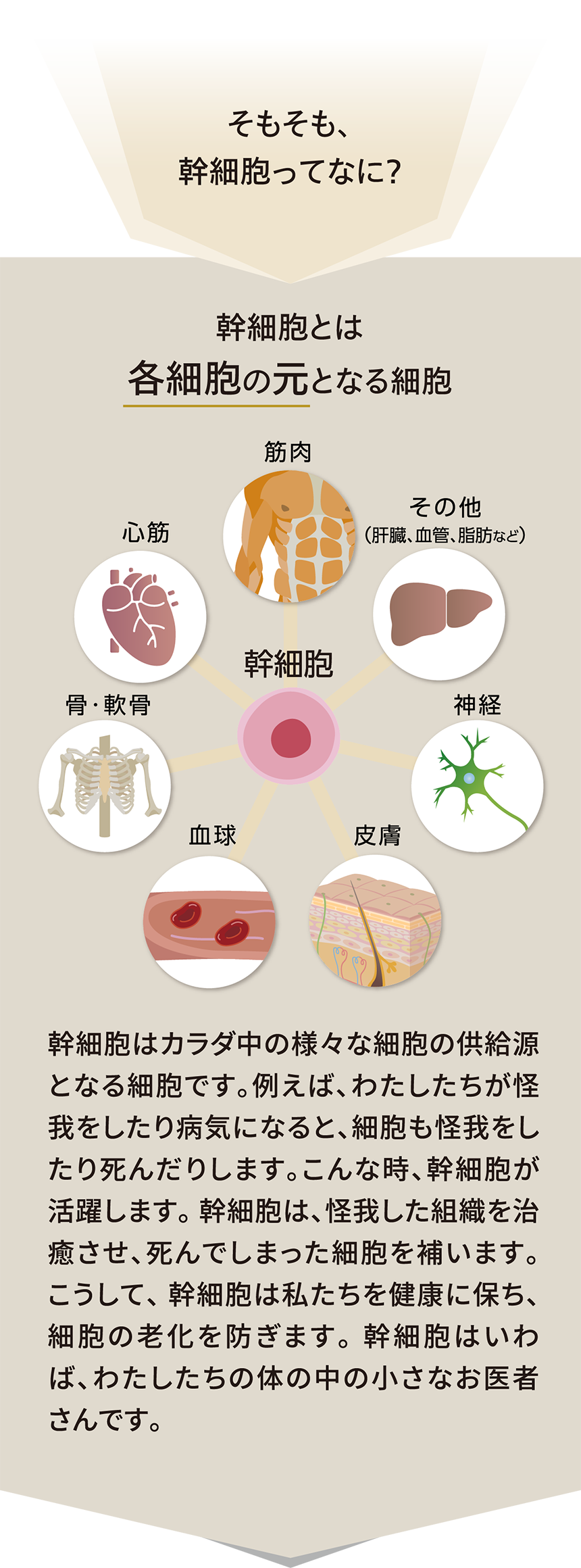 そもそも、幹細胞ってなに？