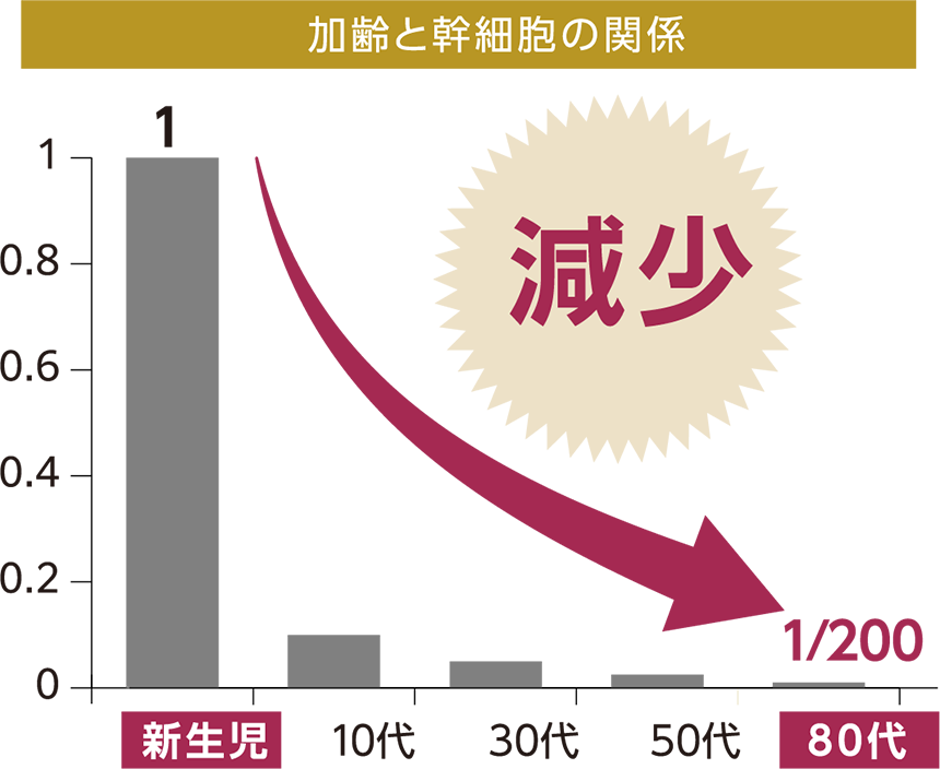 加齢と幹細胞の関係